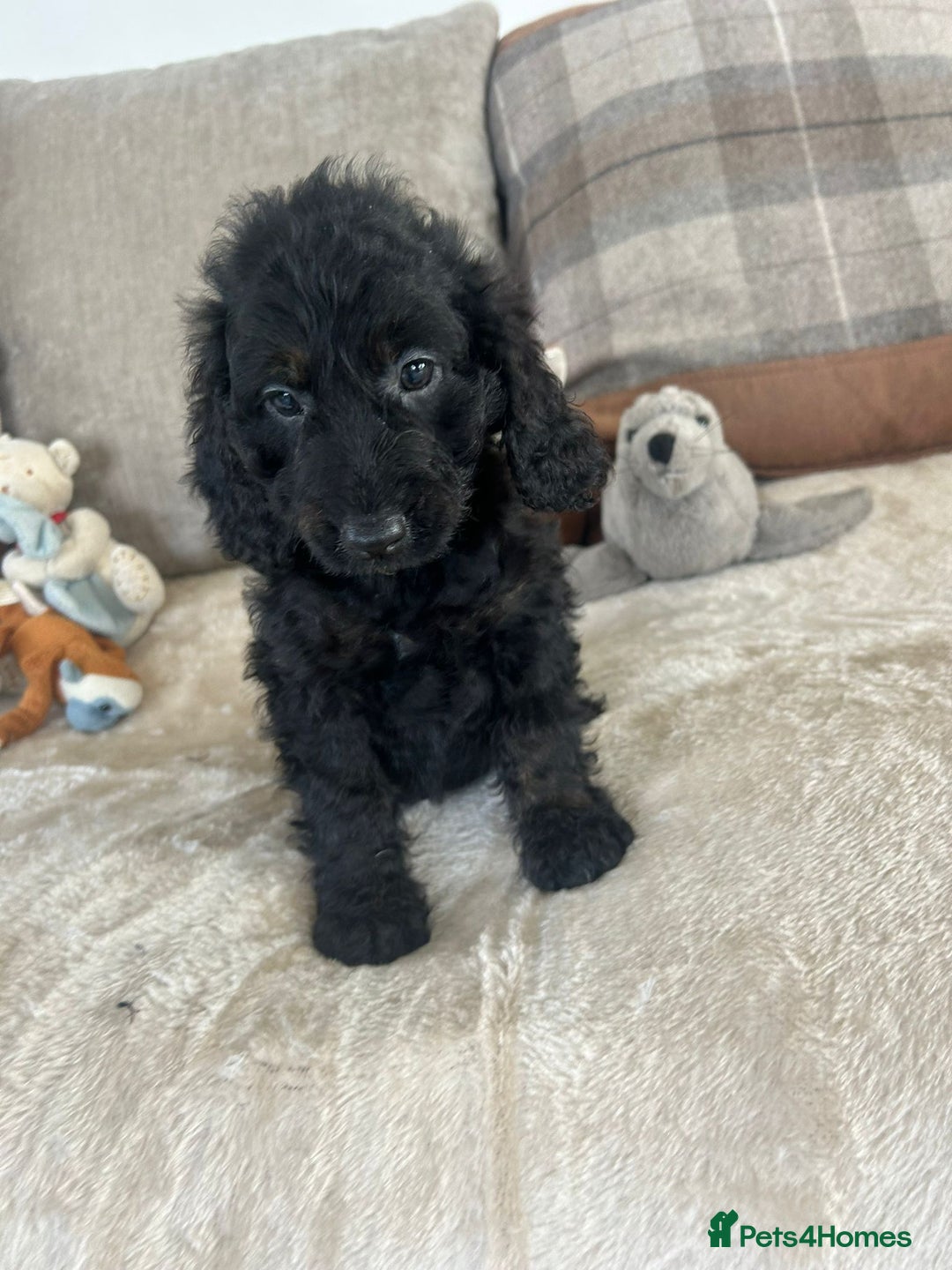 Cockapoo dogs for sale: Gorgeous F1 cockapoo puppies  - Image 20