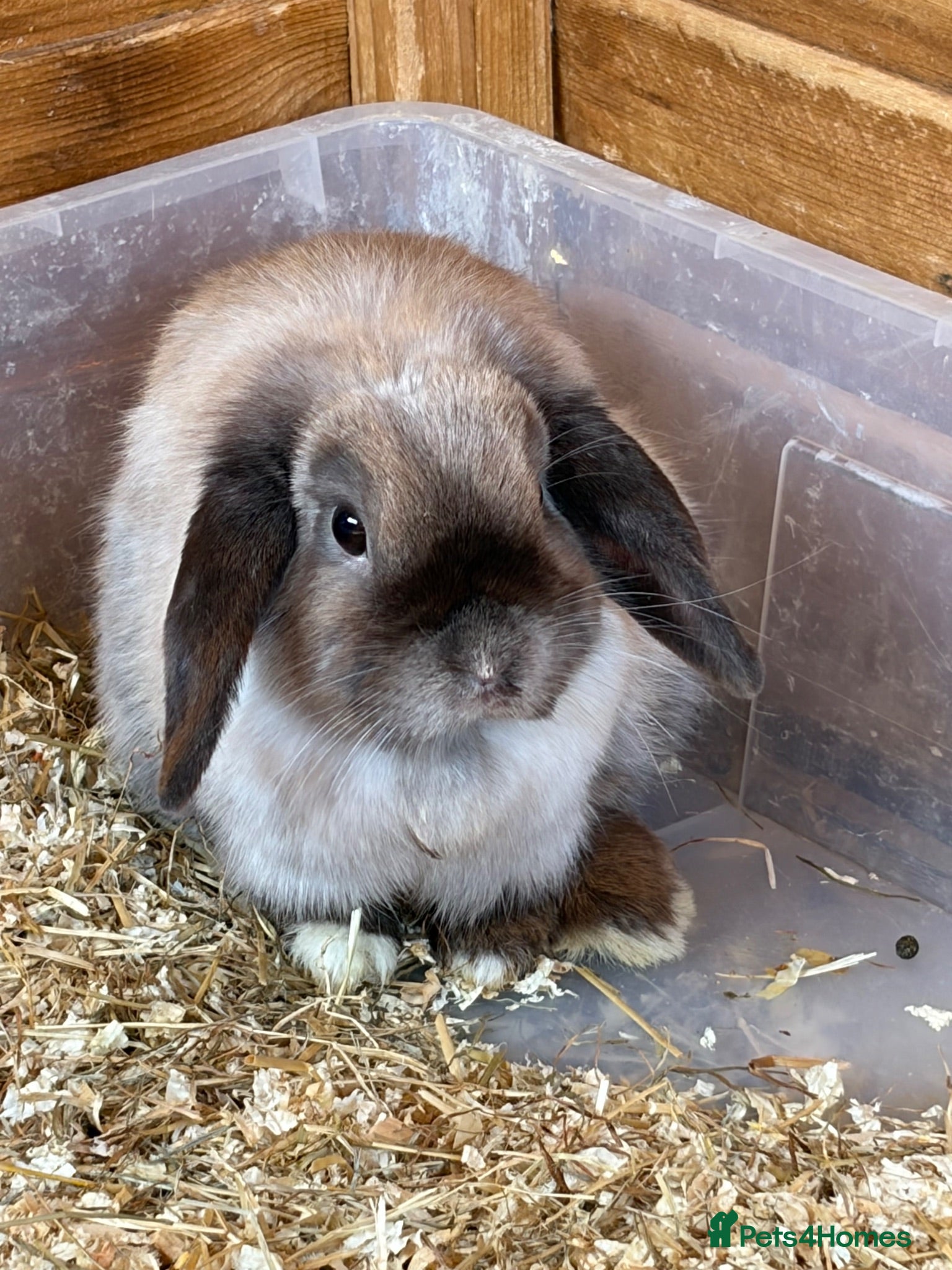 Mini Lop rabbits Mixed mini lops for sale  - Advert 1
