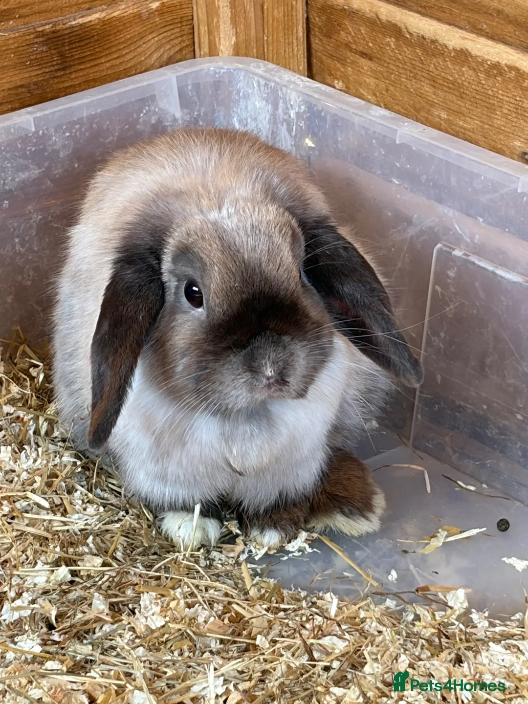 Mini Lop rabbits for sale: Mixed mini lops for sale  - Advert 1
