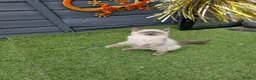 Ragdoll cats for sale: GCCF Registered Ragdoll Kittens  - Advert 4