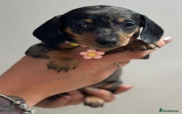 Miniature Dachshund dogs for sale: Beautiful smooth haired miniature dachshunds - Image 8