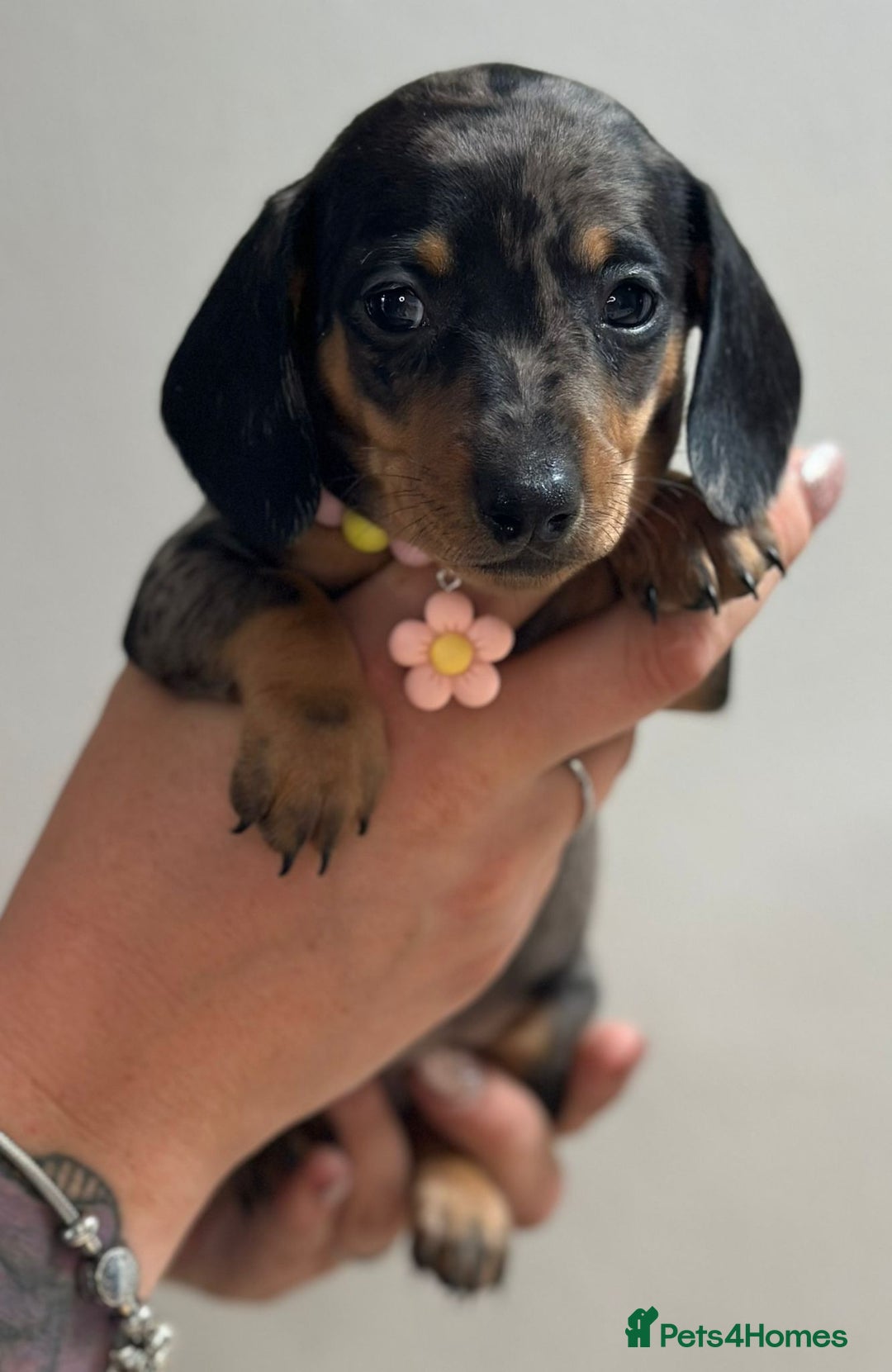 Miniature Dachshund dogs for sale: Beautiful smooth haired miniature dachshunds - Image 8