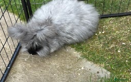 Angora rabbits for sale: female angora ready now  - Image 8