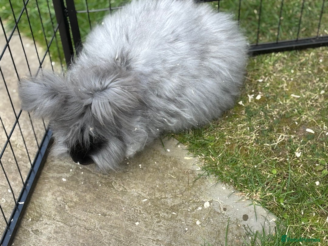 Angora rabbits for sale: female angora ready now  - Image 8