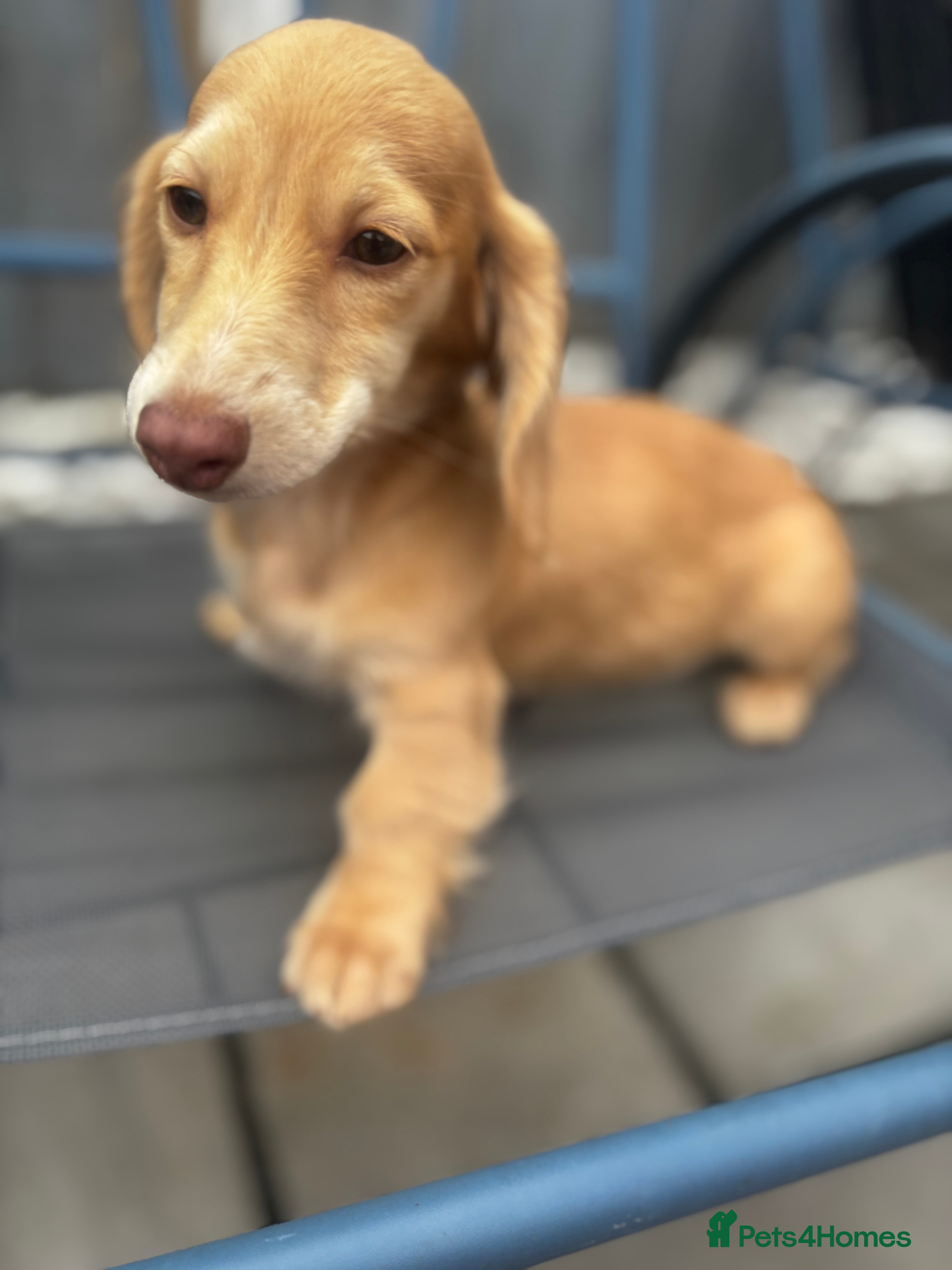 Miniature Dachshund dogs Long haired cream Puppies  - Advert 2