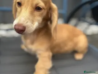 Miniature Dachshund dogs Long haired cream Puppies - Advert 2