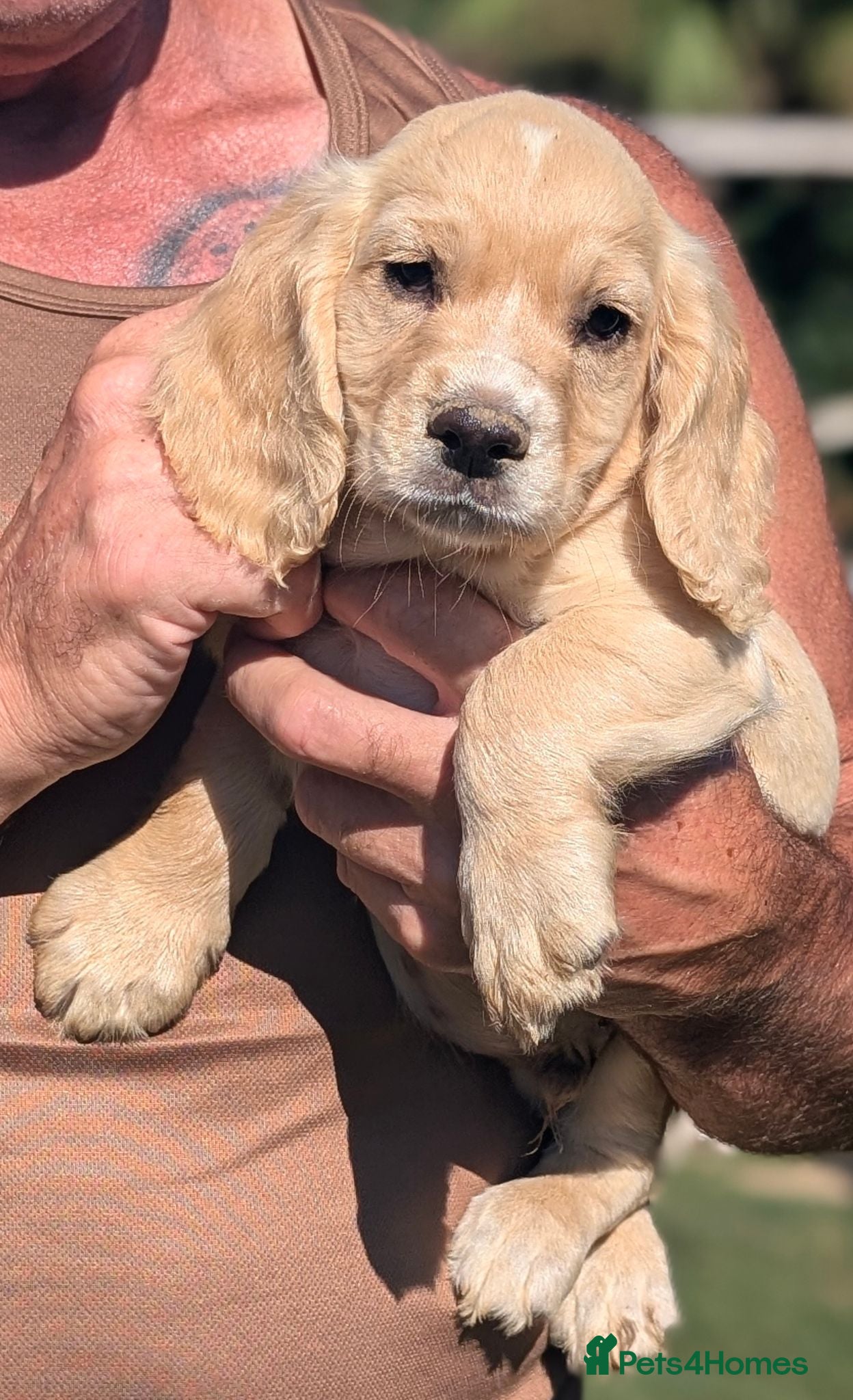 Cocker Spaniel dogs Ready now, Working Cocker Spaniel Dog Puppies  - Advert 2