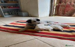 Mixed Breed dogs for sale: Bolonoodle Puppies  - Image 5