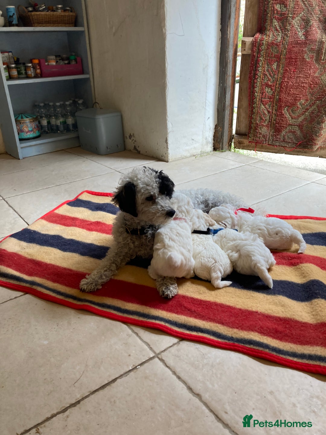 Mixed Breed dogs for sale: Bolonoodle Puppies  - Image 5