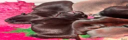 Staffordshire Bull Terrier dogs for sale: KC REG SBT STOCKY BLACK BITCH in Saint Ives - Advert 19