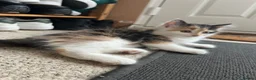 Mixed Breed cats for sale: One female calico longhair kitten  in Kidlington - Advert 3