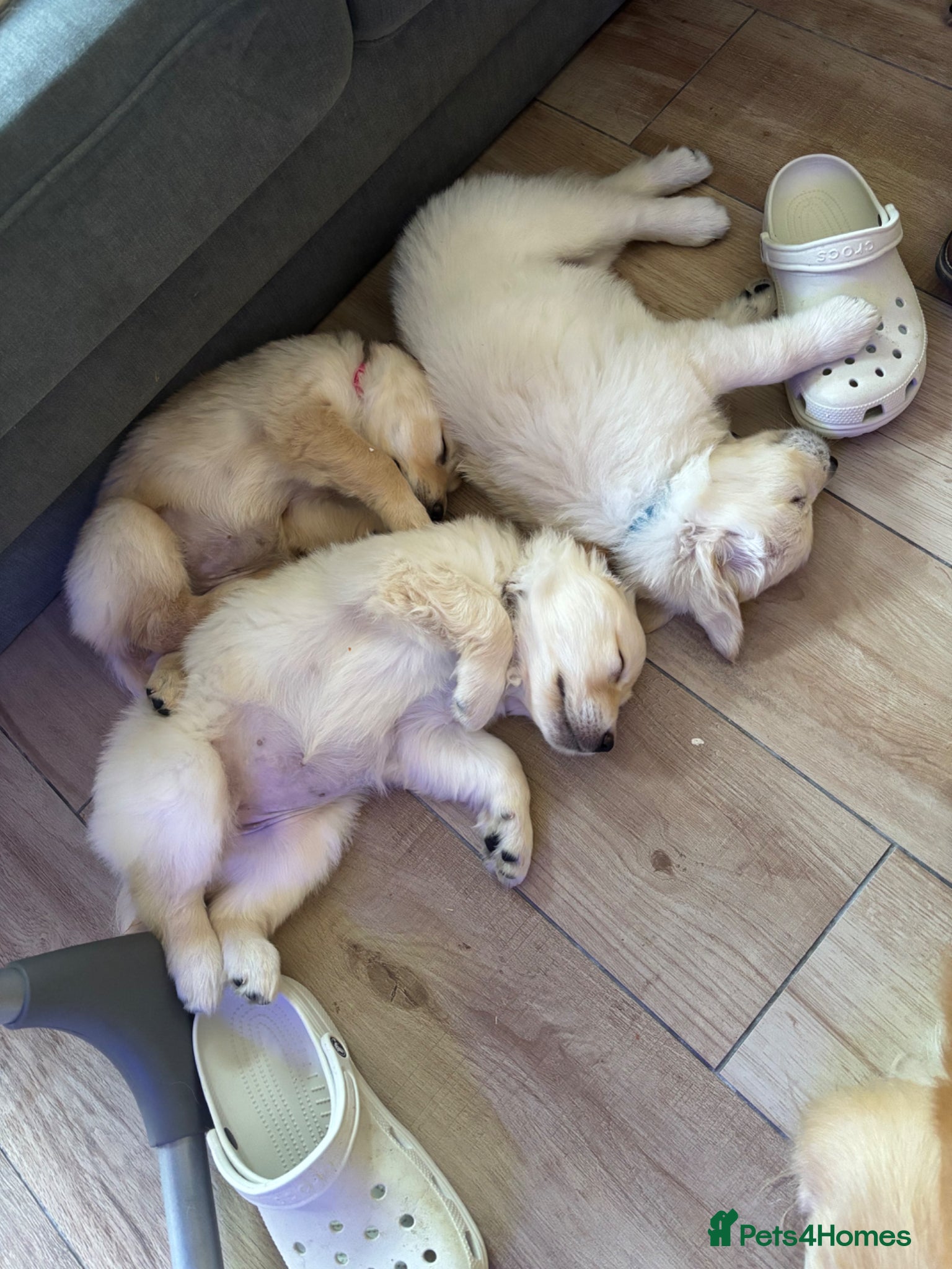Golden Retriever dogs Gorgeous Golden Retriever puppies - Advert 3