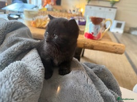 Mixed Breed cats - Advert 6
