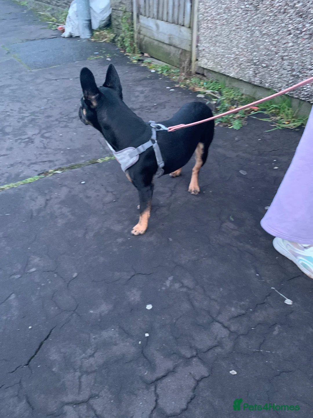 Mixed Breed dogs for sale: Energetic little lady - Advert 4