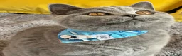 British Shorthair cats for sale: Gccf registered kittens  - Advert 30
