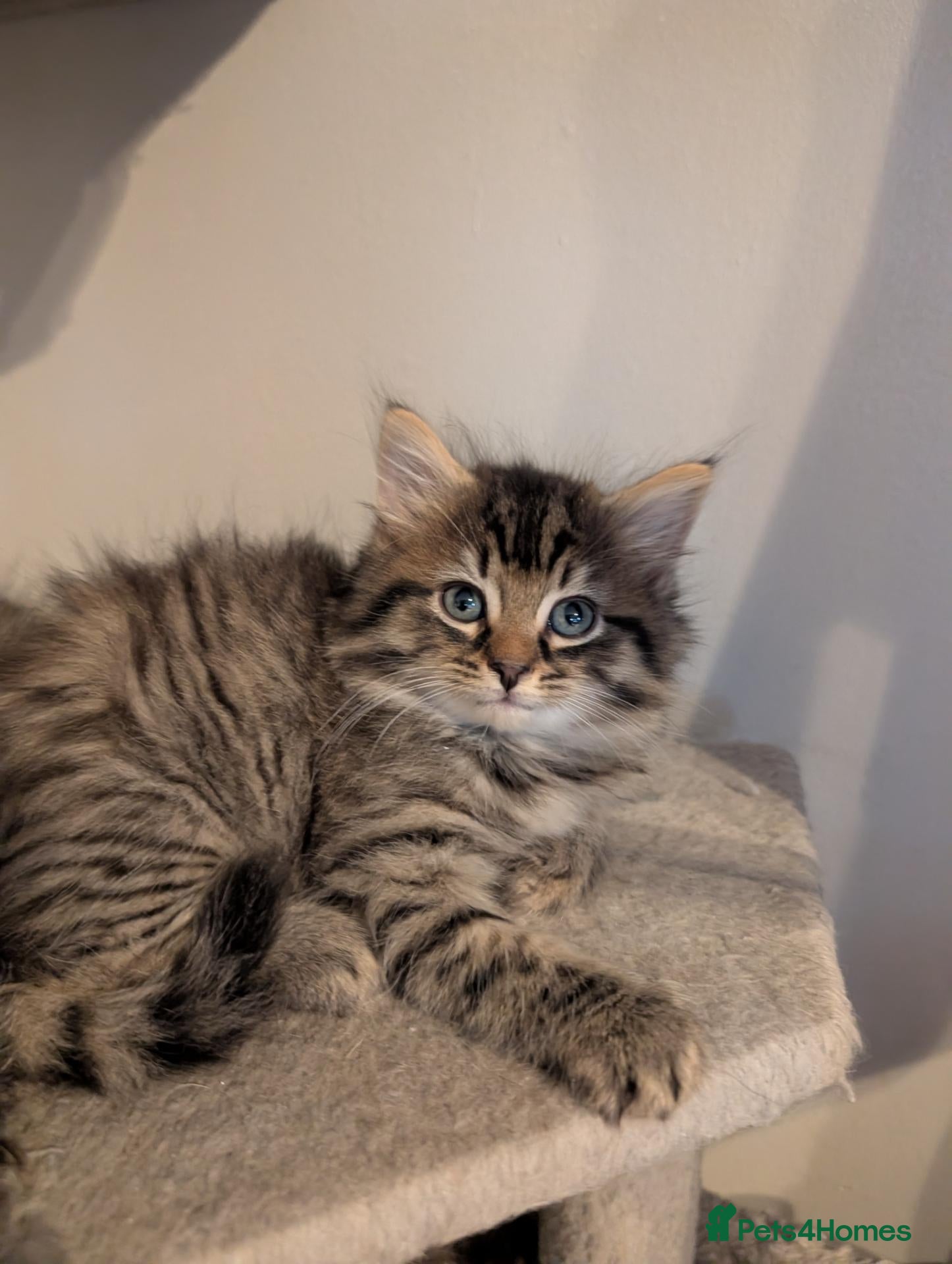 Maine Coon cats for sale: 🩵🩷Maine coon cross kitty's ready now 🩷🩵 - Advert 1