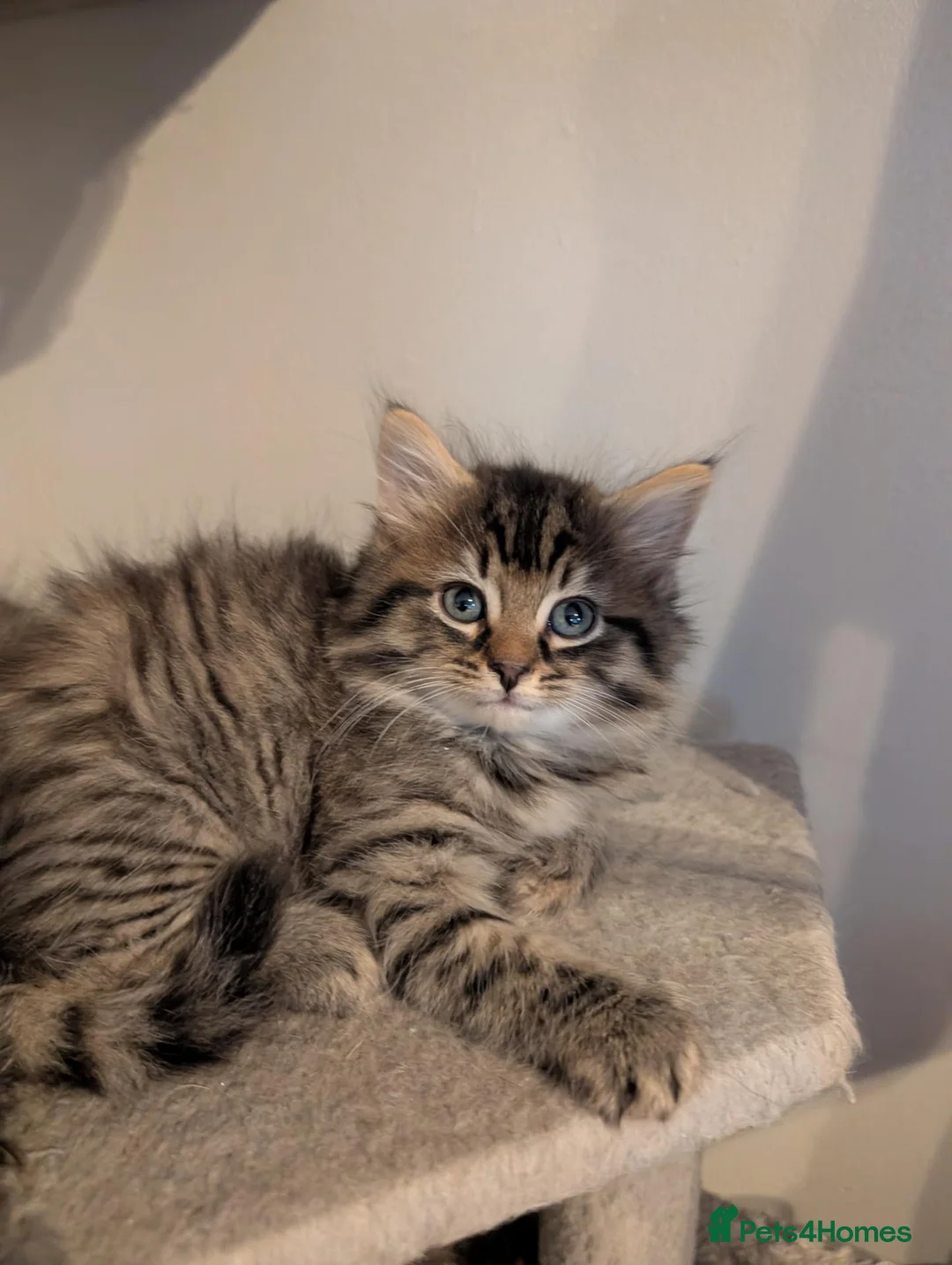 Maine Coon cats for sale: 🩵🩷Maine coon cross kitty's ready now 🩷🩵 - Advert 1