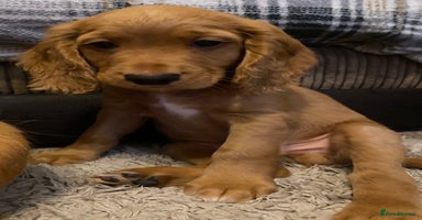 Cocker Spaniel dogs - Advert 16
