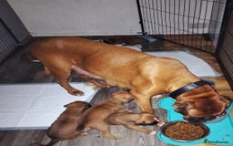 Boxer dogs for sale: Gorgeous Chunky Boxer Puppies  - Image 17