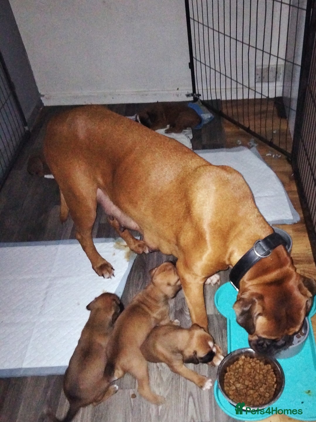 Boxer dogs for sale: Gorgeous Chunky Boxer Puppies  - Image 17