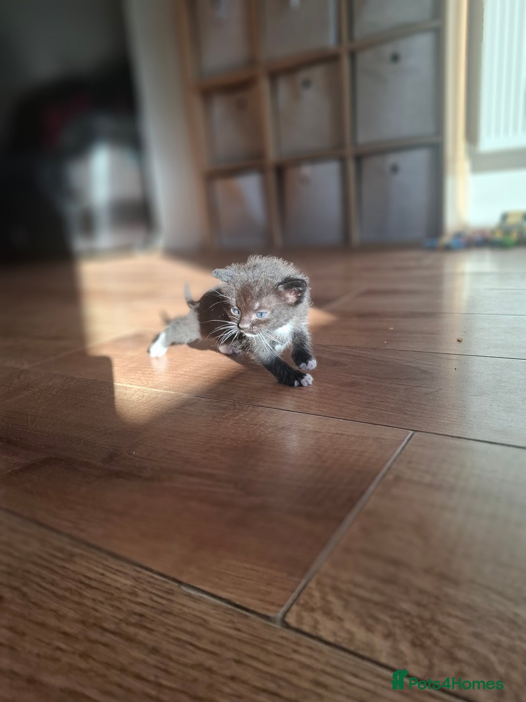 Mixed Breed cats for sale: Mixed colour kittens  - Image 28