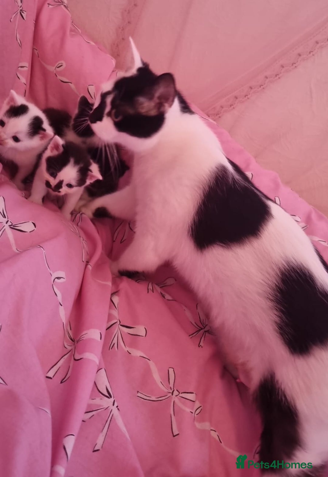 Mixed Breed cats for sale: 4 beautiful kittens for sale ♡ - Advert 2
