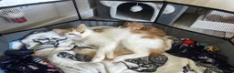 Mixed Breed cats for sale: Fluffy ginger male kitten  - Advert 9