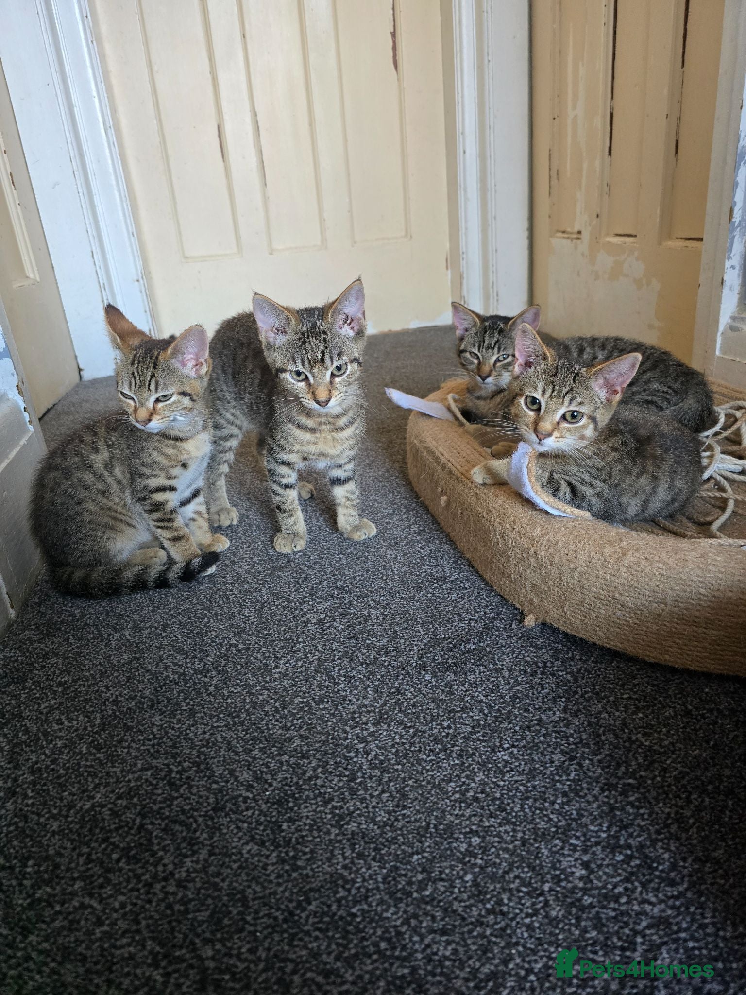 Domestic Shorthair cats 5 beautiful tabby kittens for Sale!!! - Advert 6