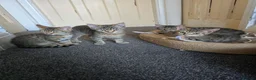 Domestic Shorthair cats for sale: 5 beautiful tabby kittens for Sale!!! - Advert 1