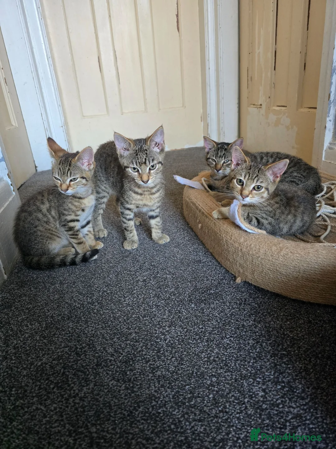 Domestic Shorthair cats for sale: 5 beautiful tabby kittens for Sale!!! - Advert 1