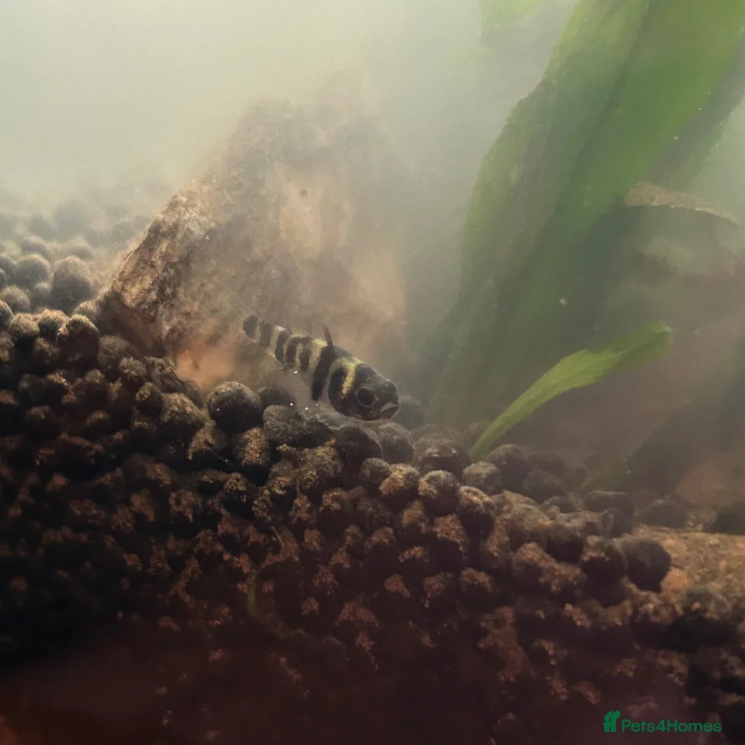 Other/Mixed Breed fish for sale: bumblebee goby  - Advert 2