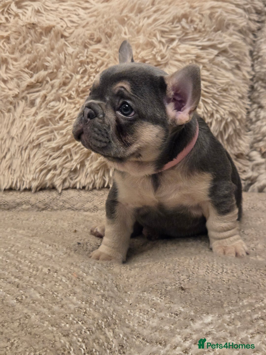 French Bulldog dogs for sale: Beautiful French Bulldog Puppies for sale - Advert 13