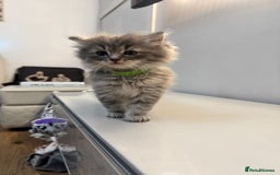 Ragdoll cats for sale: Fluffy Gorgeous Ragdoll Cross Kittens - Image 2