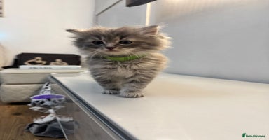Ragdoll cats - Advert 4