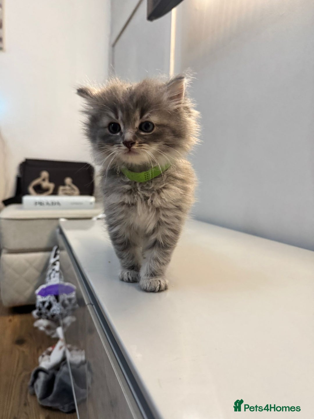 Ragdoll cats for sale: Fluffy Gorgeous Ragdoll Cross Kittens - Image 2