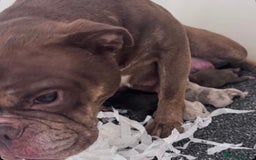 Olde English Bulldogge dogs for sale: 23 YEARS EXPERIENCE, 5⭐️RATED LICENSED.  - Image 11