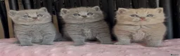 British Shorthair cats for sale: Beautiful Pedigree BSH kittens for sale  - Advert 31
