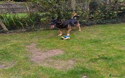 German Shepherd dogs for stud: German Shepherd boy for stud - Image 3