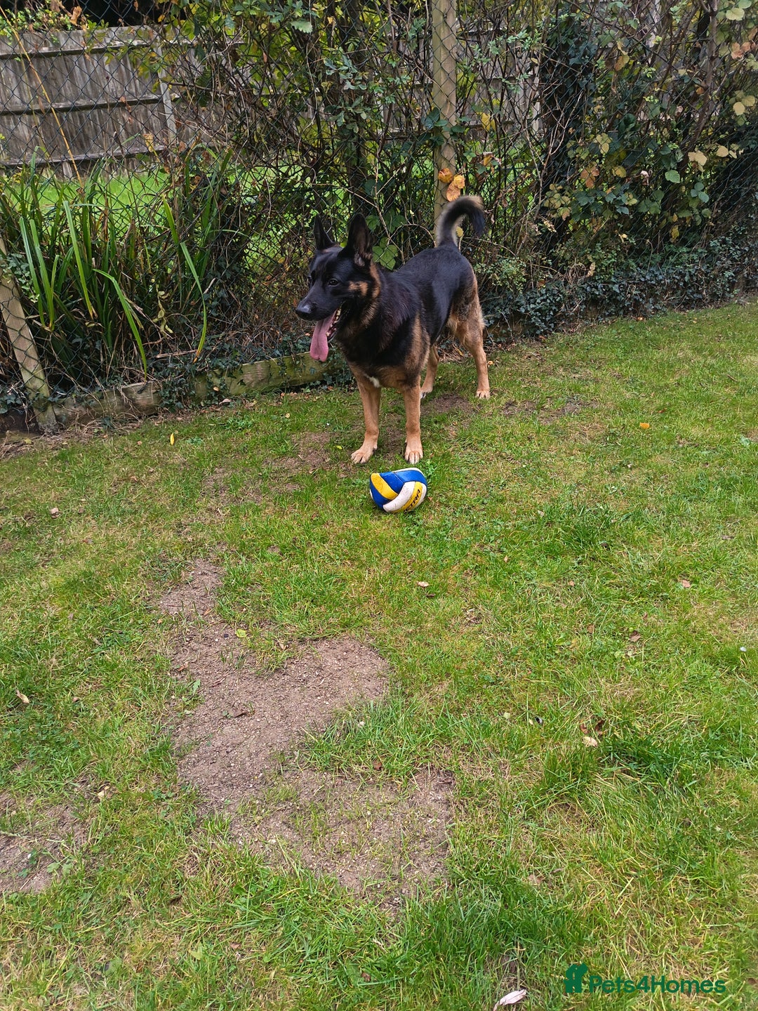 German Shepherd dogs for stud: German Shepherd boy for stud - Image 3