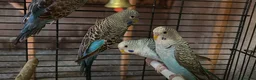 Budgerigars birds for sale: Black face and black wing budgies - Advert 4