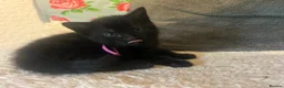 British Shorthair cats for sale: Kittens for sale in Callington - Advert 7