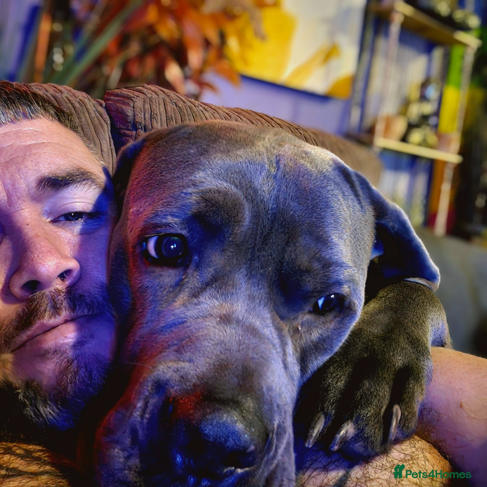 Cane Corso dogs 3 years old Cane Corso spayed - Advert 1