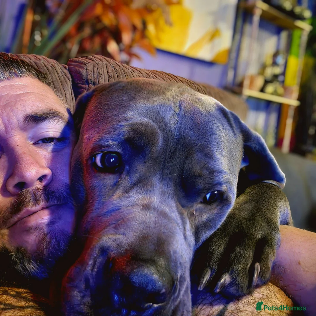 Cane Corso dogs for sale: 3 years old Cane Corso spayed - Advert 1