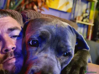 Cane Corso dogs 3 years old Cane Corso spayed - Advert 1