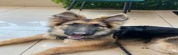 German Shepherd dogs for sale: 6 month old German Shepherd in London - Advert 1