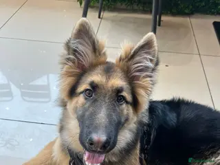 German Shepherd dogs 6 month old German Shepherd in London - Advert 18