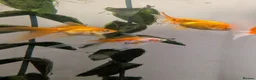 Fancy Goldfish fish for sale: 4 Fancy Goldfish for sale - Advert 4