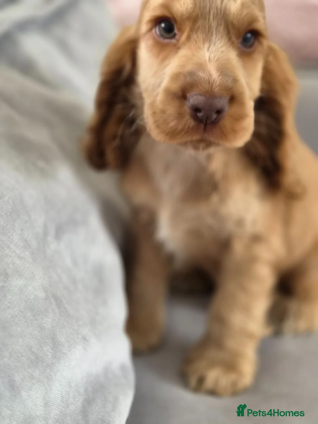 Cocker Spaniel dogs for sale: Show Kc Spaniel boys ready for there forever home - Advert 2