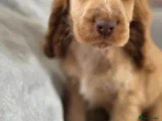 Cocker Spaniel dogs !!KC Registered Beautiful show Cocker Spaniels!!! - Advert 18