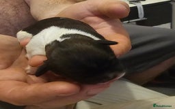 Shih Tzu dogs for sale: Shih tzu puppy for sale  - Image 6